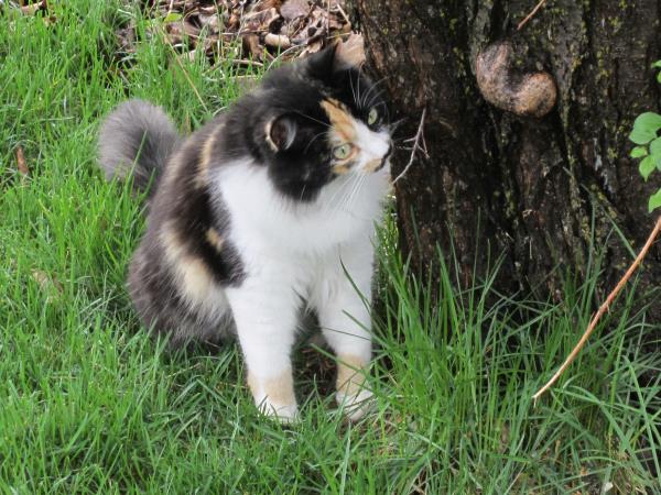 /Images/uploads/Humane Society of Utah/HSUCalendar/entries/939thumb.jpg